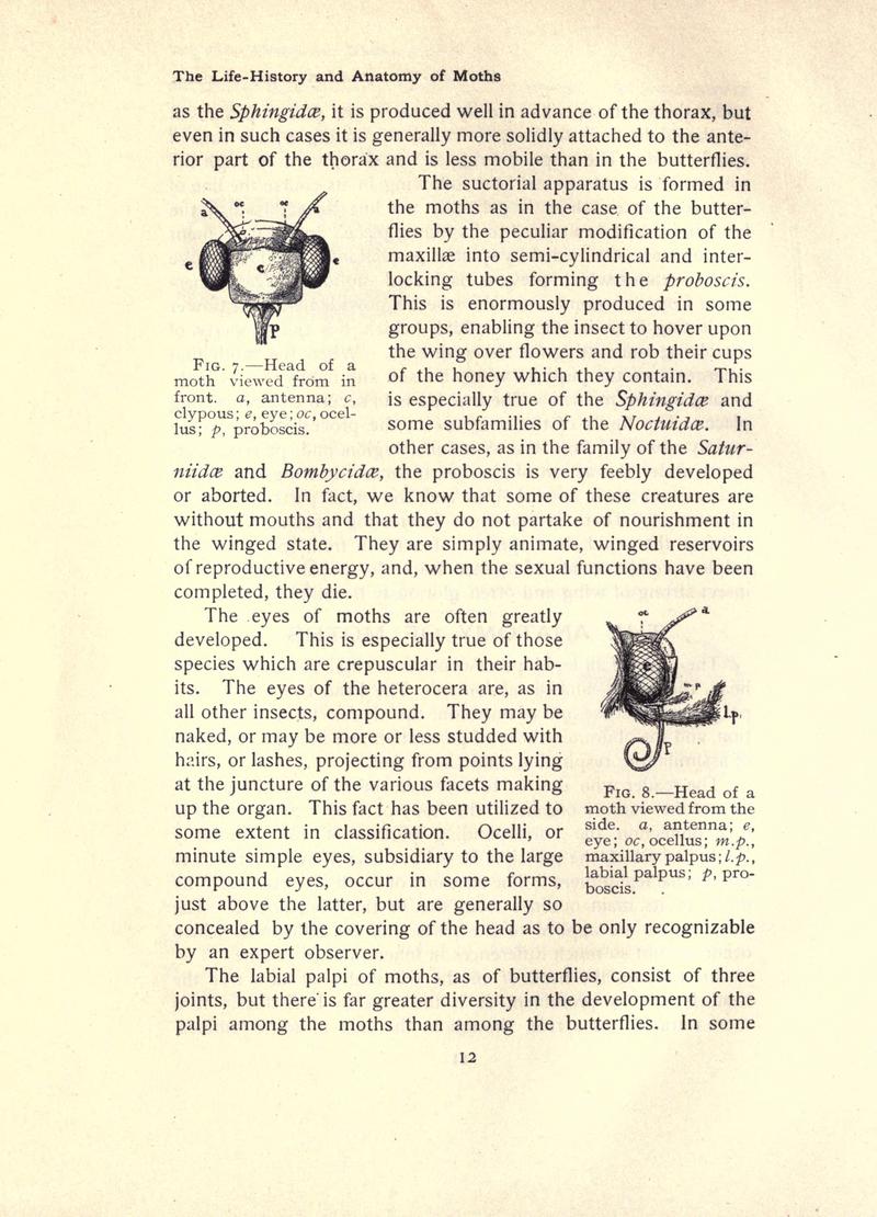 The moth book (Page 12, Figs. 7-8) BHL21852890