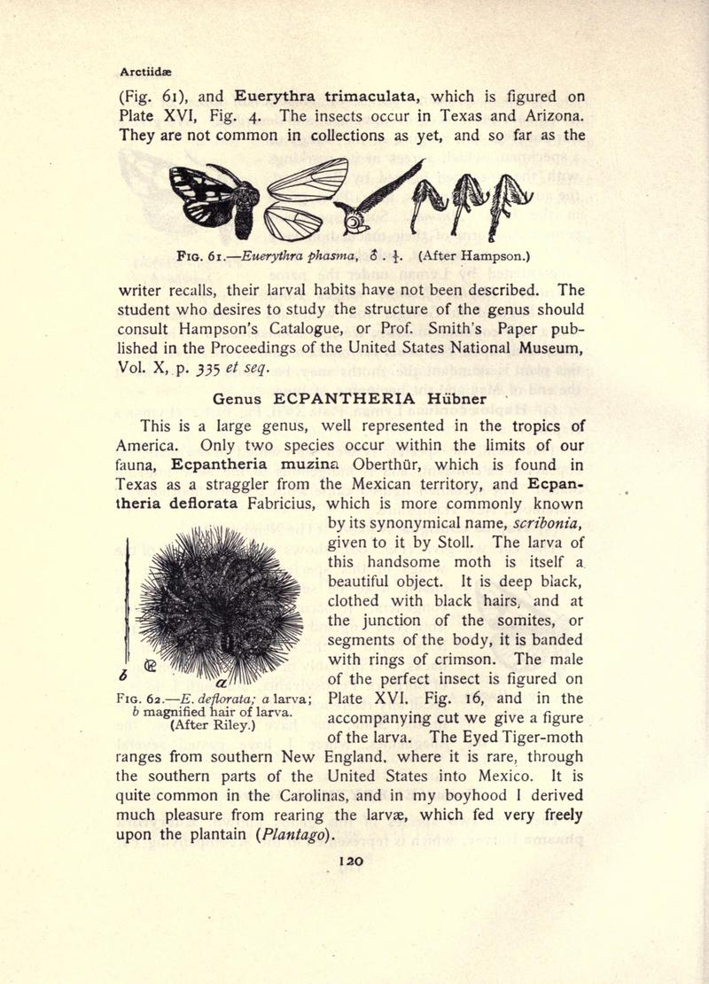 The moth book (Page 120, Figs. 61-62) BHL21853069