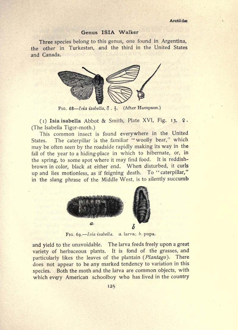 The moth book (Page 125, Figs. 68-69) BHL21853078