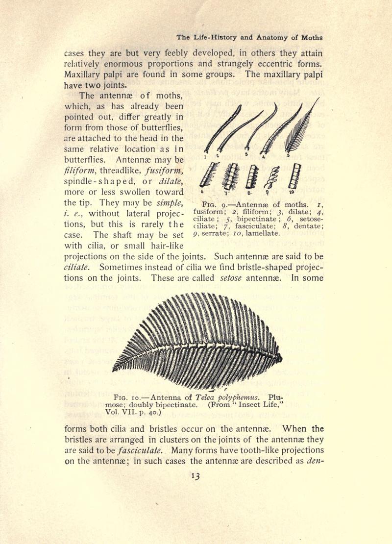 The moth book (Page 13, Figs. 9-10) BHL21852891