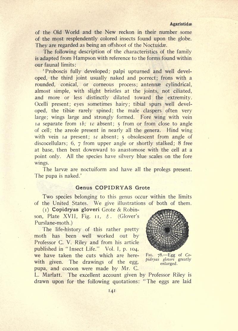 The moth book (Page 141, Fig. 78) BHL21853102