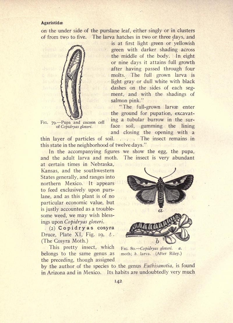 The moth book (Page 142, Figs. 79-80) BHL21853103