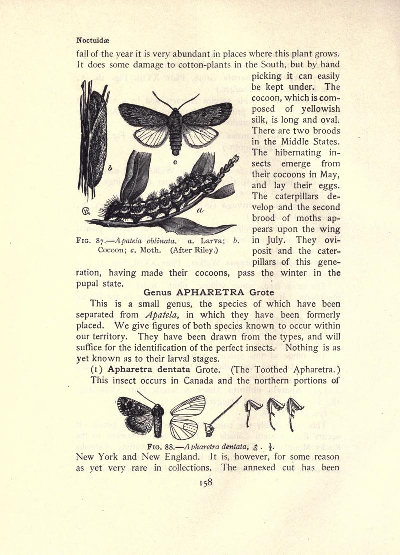The moth book (Page 158, Figs. 87-88) BHL21853123