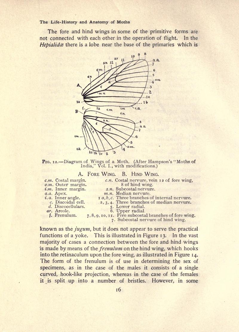 The moth book (Page 16, Fig. 12) BHL21852894