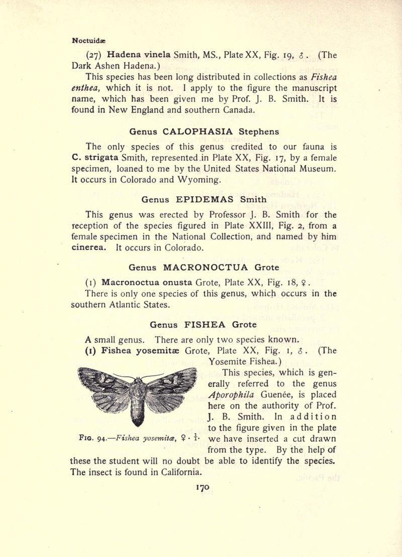 The moth book (Page 170, Fig. 94) BHL21853139