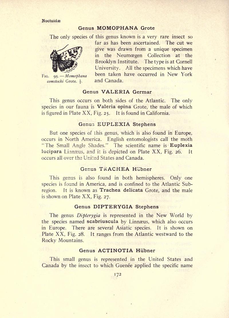 The moth book (Page 172, Fig. 95) BHL21853141