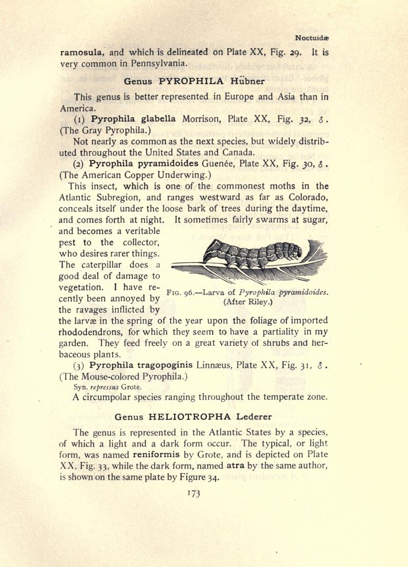 The moth book (Page 173, Fig. 96) BHL21853142