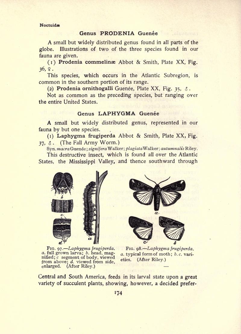 The moth book (Page 174, Figs. 97-98) BHL21853143
