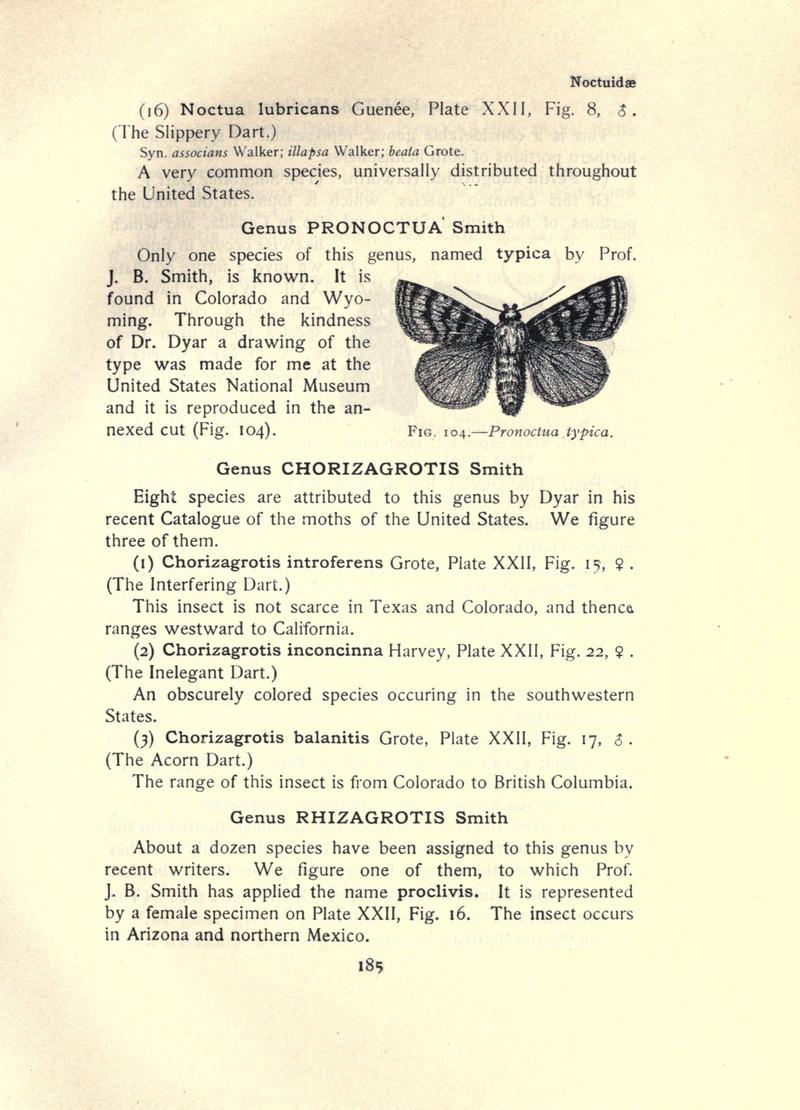 The moth book (Page 185, Fig. 104) BHL21853162