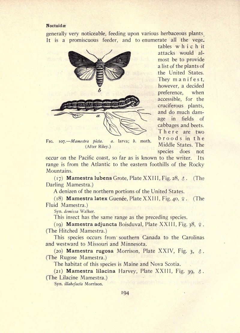 The moth book (Page 194, Fig. 107) BHL21853175