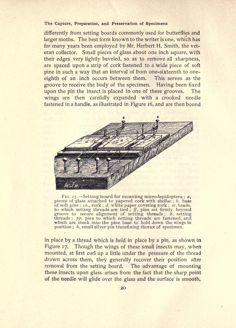 The moth book (Page 20, Fig. 17) BHL21852898