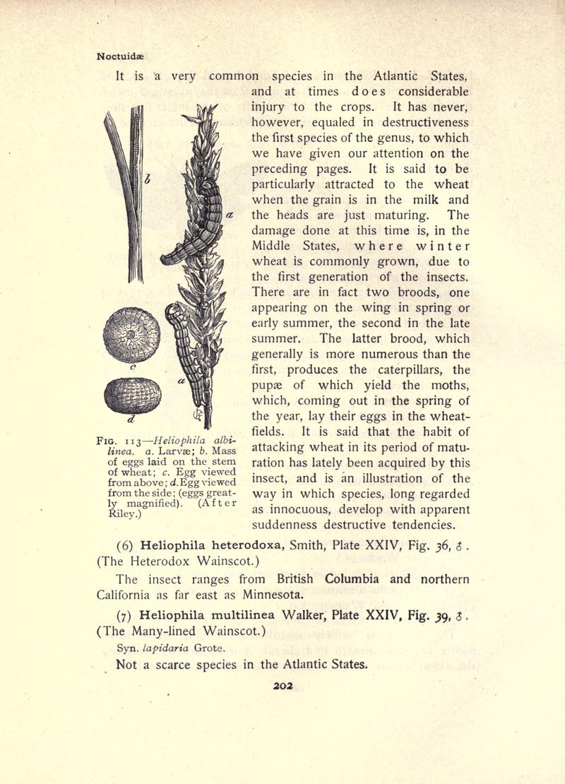 The moth book (Page 202, Fig. 113) BHL21853187