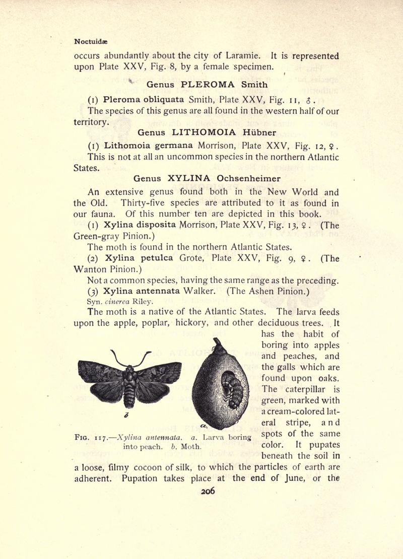 The moth book (Page 206, Fig. 117) BHL21853195
