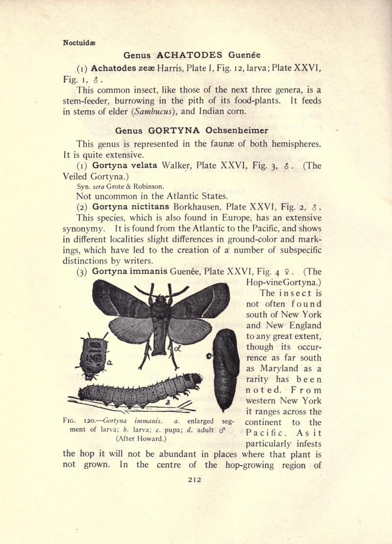 The moth book (Page 212, Fig. 120) BHL21853205