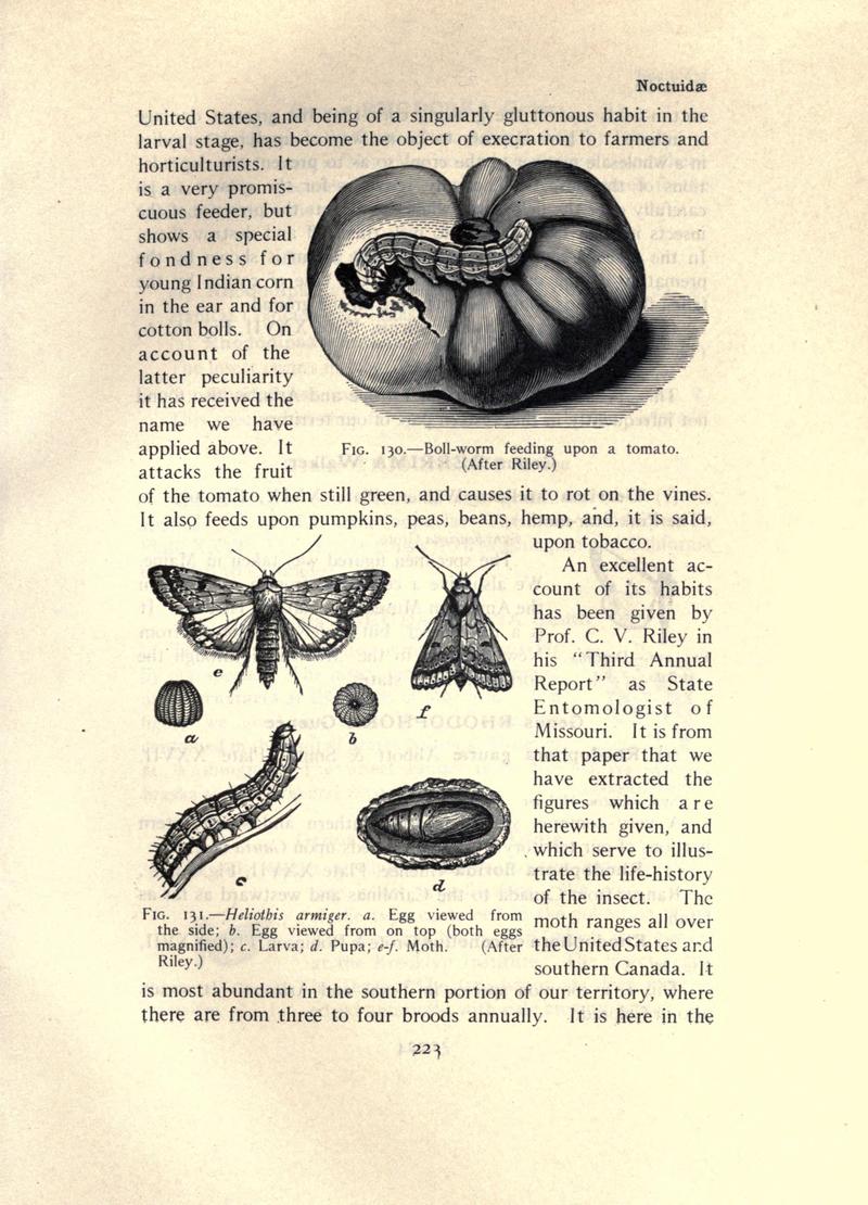 The moth book (Page 223, Figs. 130-131) BHL21853220
