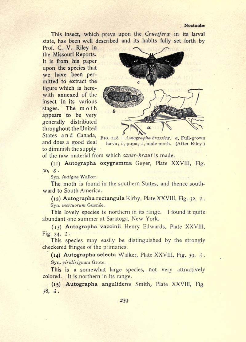 The moth book (Page 239, Fig. 148) BHL21853240