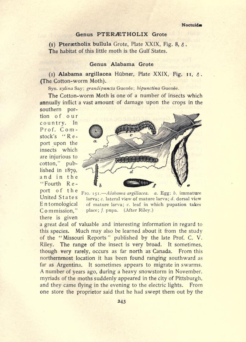 The moth book (Page 243, Fig. 151) BHL21853248