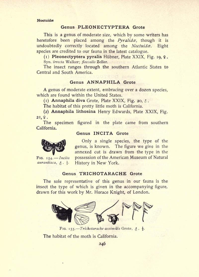 The moth book (Page 246, Figs. 154-155) BHL21853251