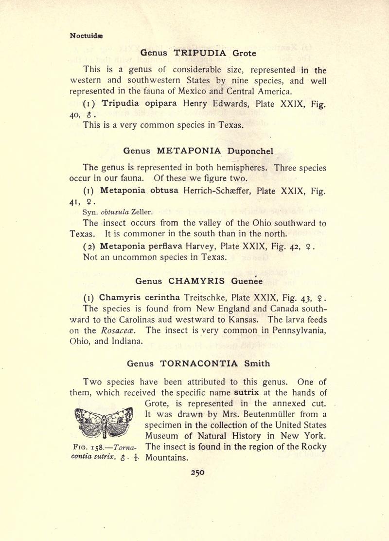 The moth book (Page 250, Fig. 158) BHL21853255