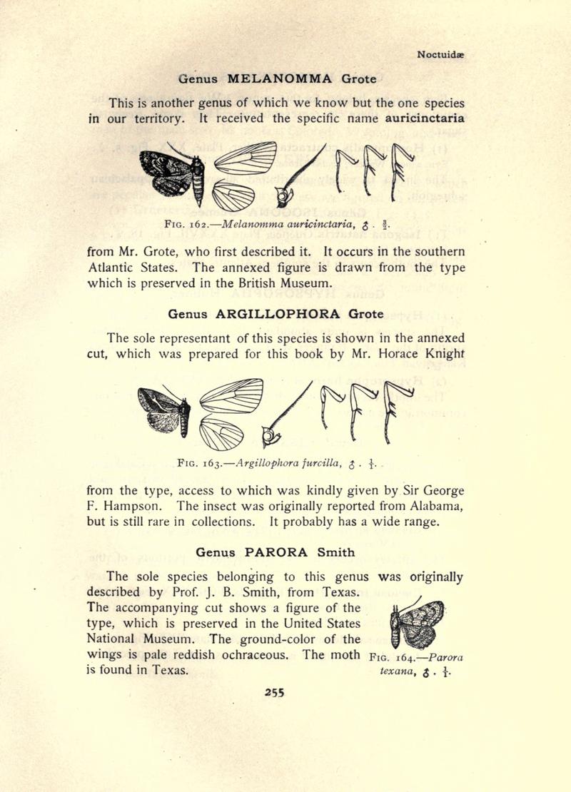 The moth book (Page 255, Figs. 162-164) BHL21853264