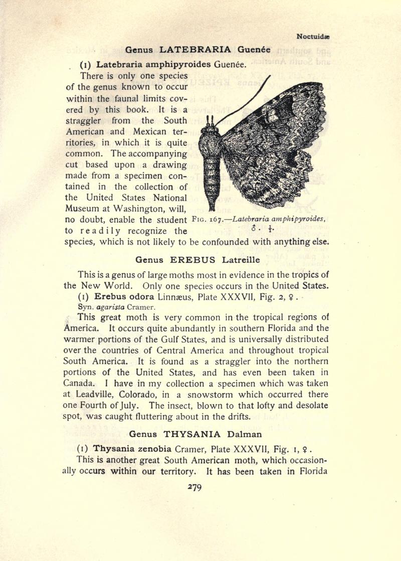 The moth book (Page 279, Fig. 167) BHL21853320