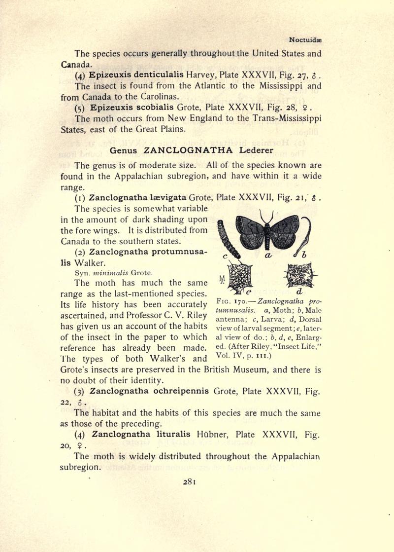 The moth book (Page 281, Fig. 170) BHL21853322