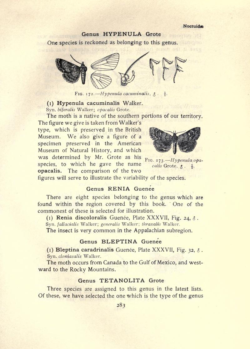 The moth book (Page 283, Figs. 172-173) BHL21853324