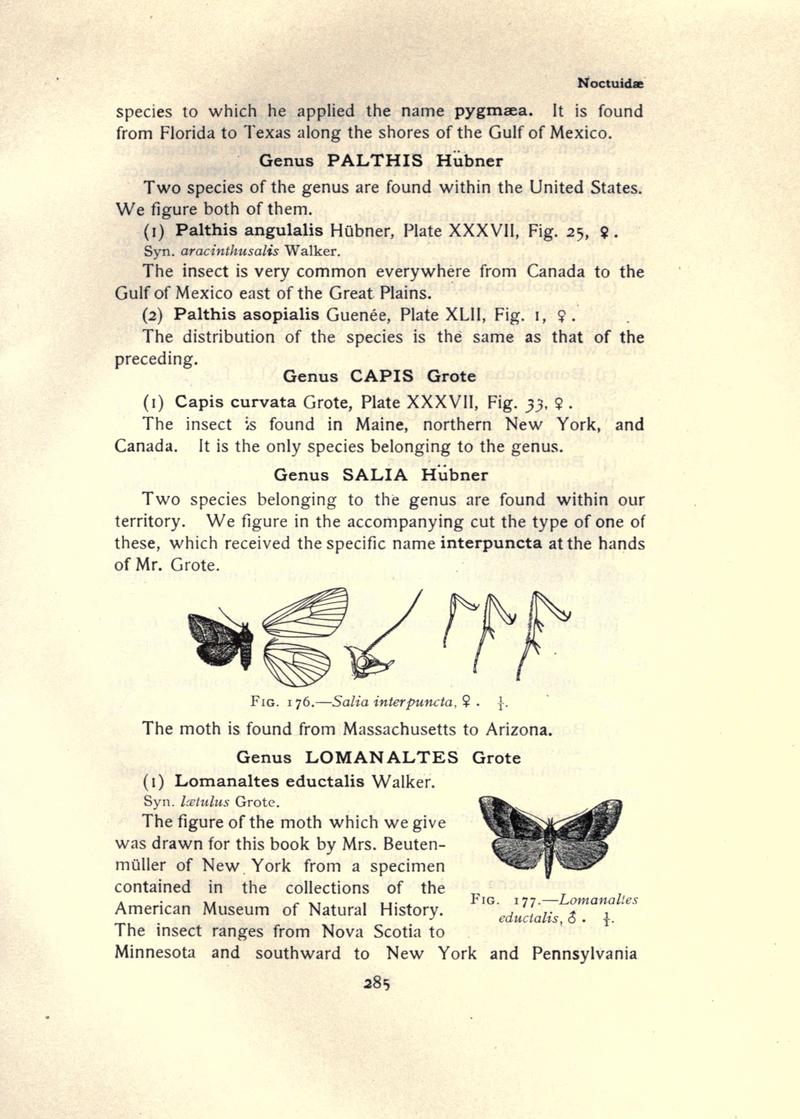 The moth book (Page 285, Figs. 176-177) BHL21853326