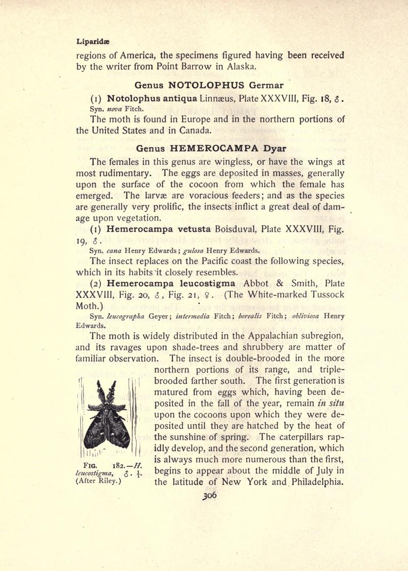 The moth book (Page 306, Fig. 182) BHL21853359