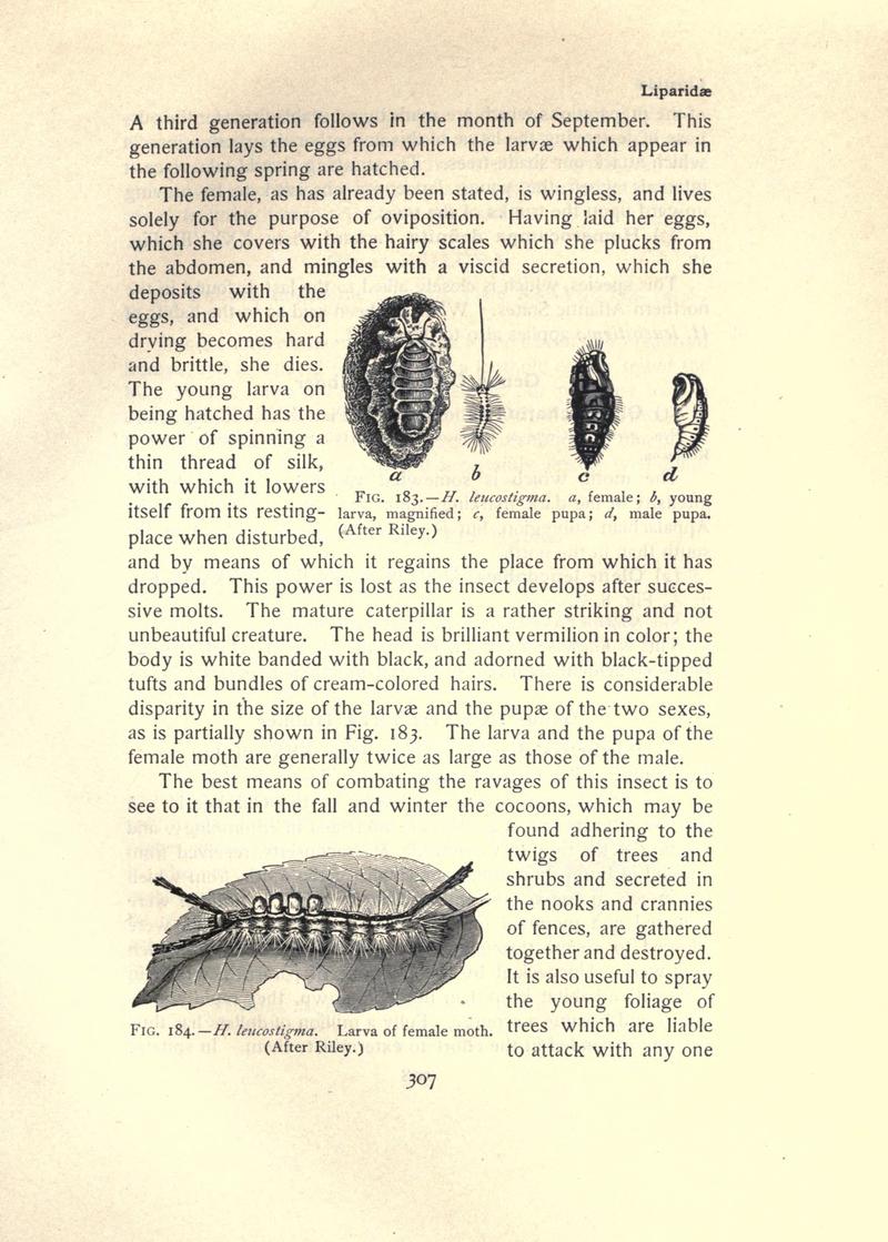 The moth book (Page 307, Figs. 183-184) BHL21853360