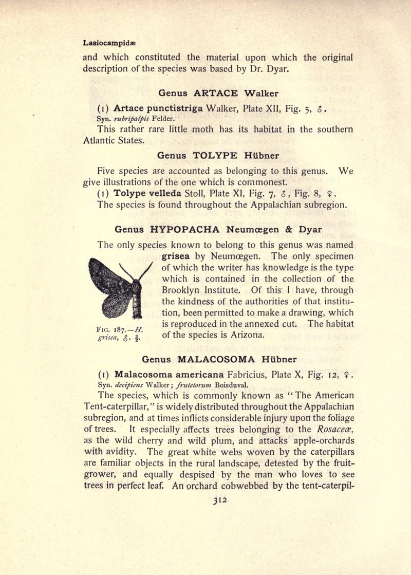 The moth book (Page 312, Fig. 187) BHL21853365