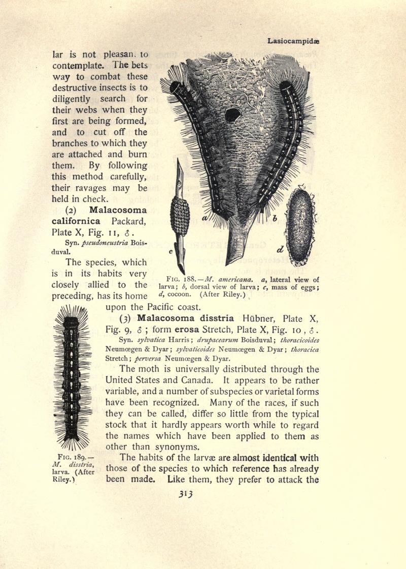 The moth book (Page 313, Figs. 188-189) BHL21853366