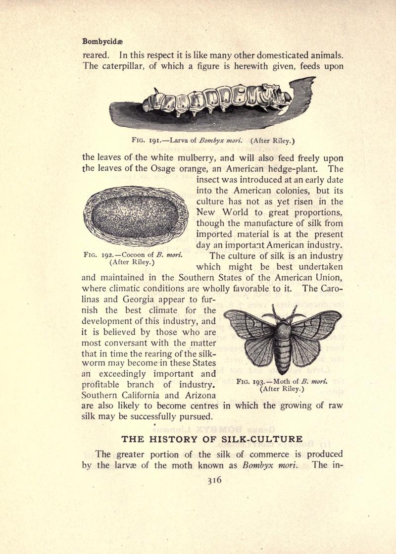 The moth book (Page 316, Figs. 191-193) BHL21853373