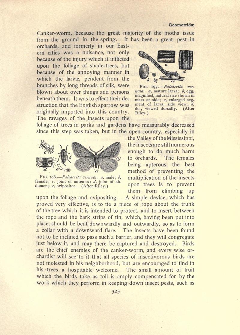The moth book (Page 325, Figs. 195-196) BHL21853382