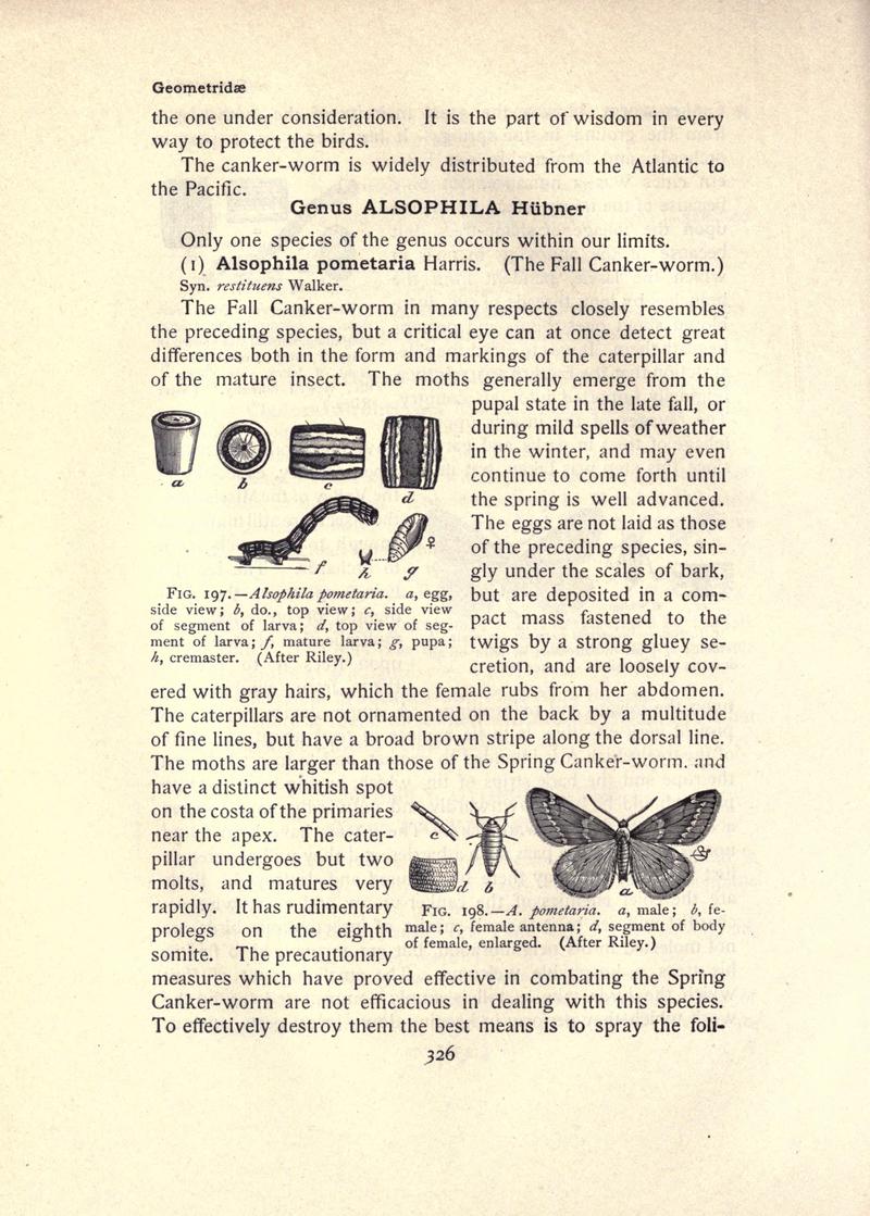 The moth book (Page 326, Figs. 197-198) BHL21853383