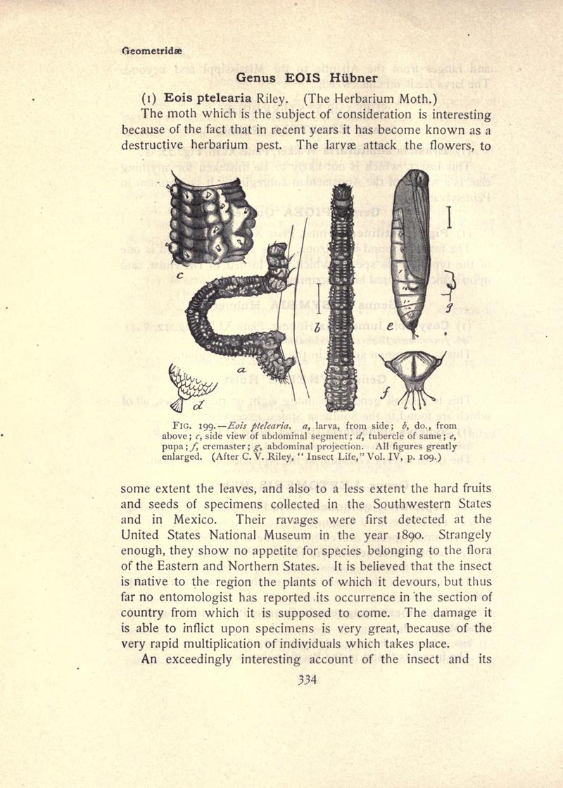 The moth book (Page 334, Fig. 199) BHL21853395