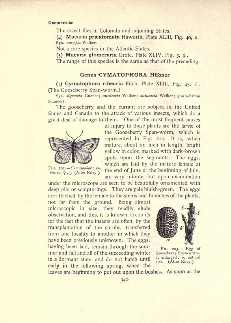 The moth book (Page 340, Figs. 202-203) BHL21853405