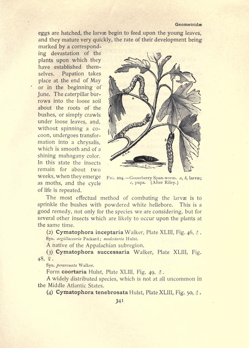 The moth book (Page 341, Fig. 204) BHL21853406