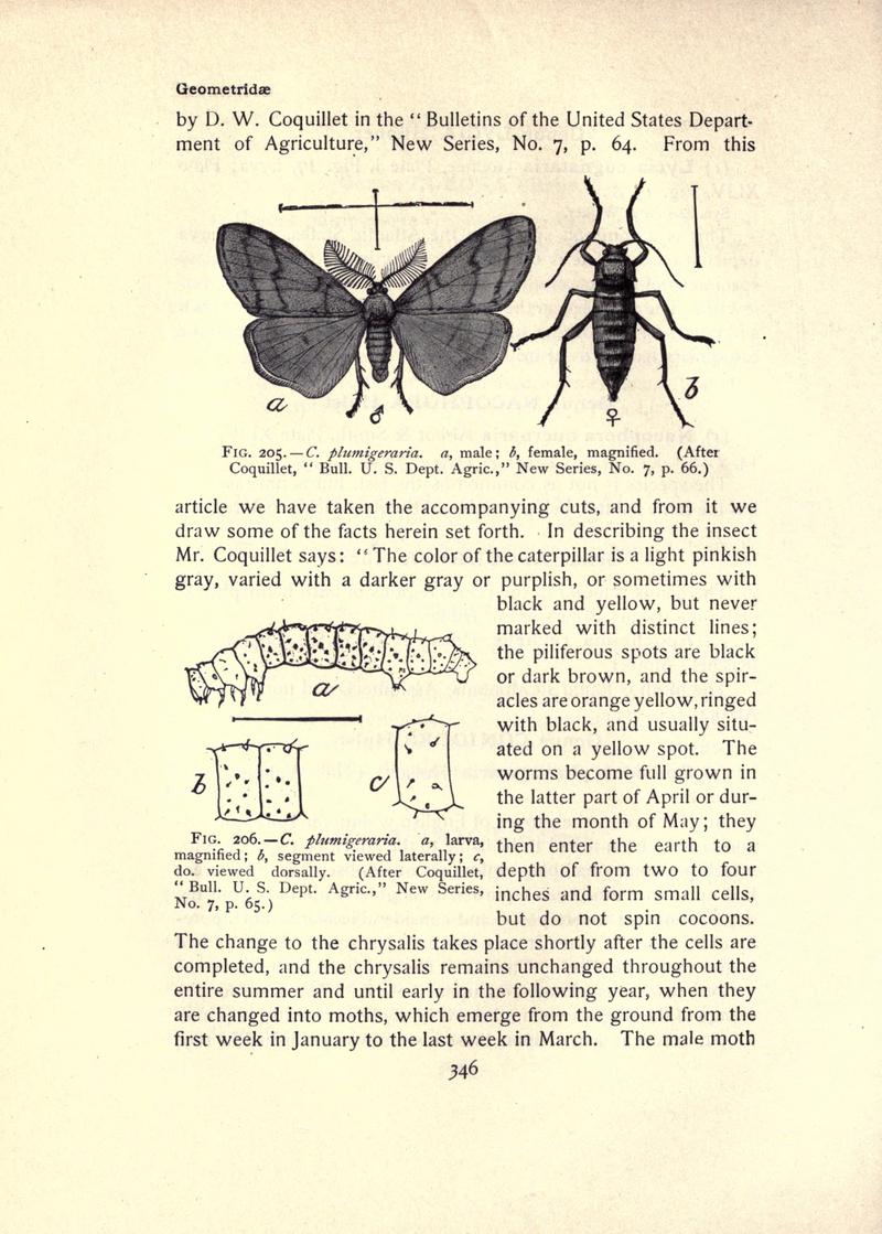 The moth book (Page 346, Figs. 205-206) BHL21853411