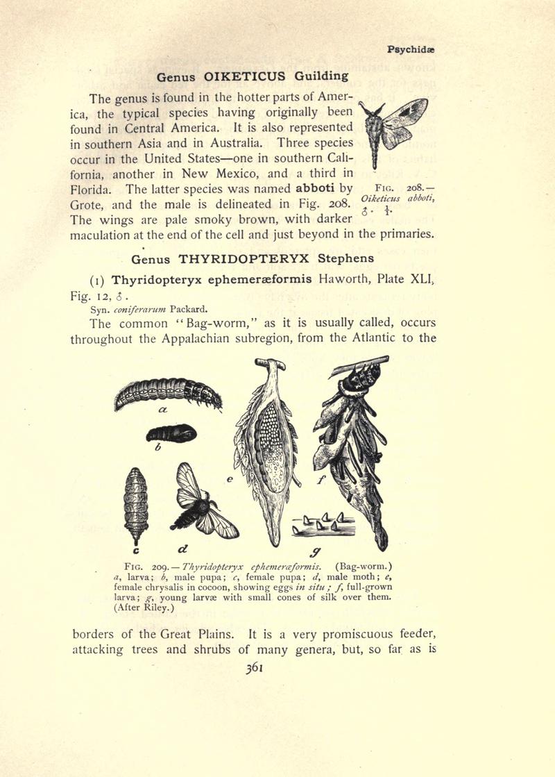 The moth book (Page 361, Figs. 208-209) BHL21853434