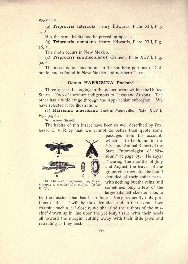 The moth book (Page 372, Fig. 210) BHL21853445