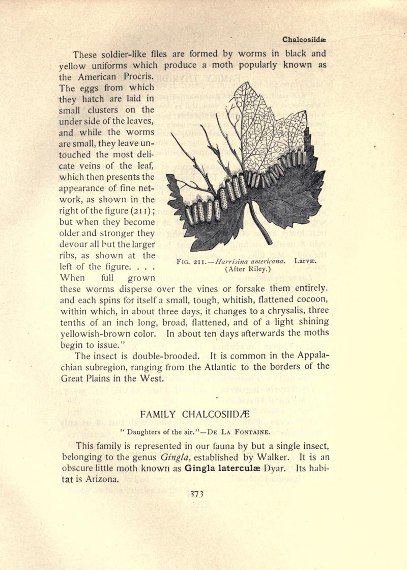 The moth book (Page 373, Fig. 211) BHL21853446