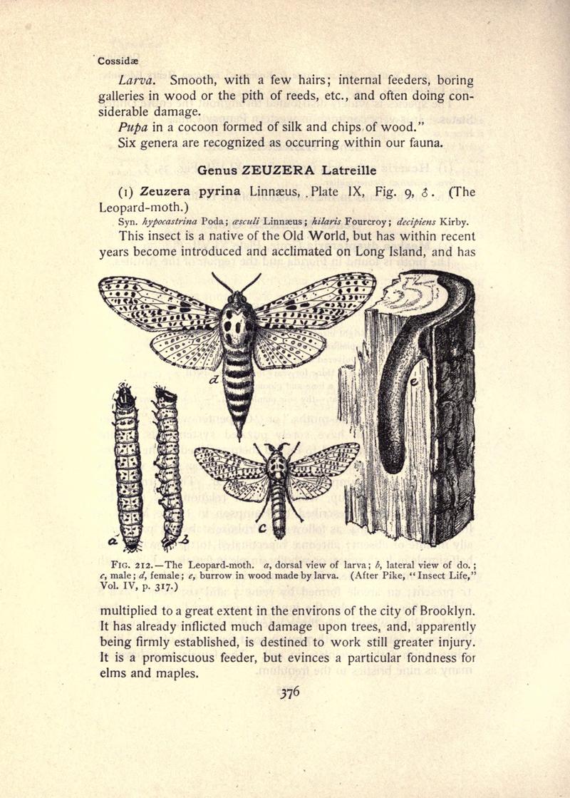 The moth book (Page 376, Fig. 212) BHL21853449