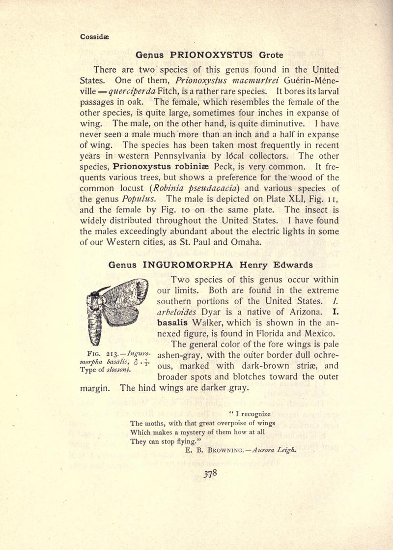 The moth book (Page 378, Fig. 213) BHL21853451