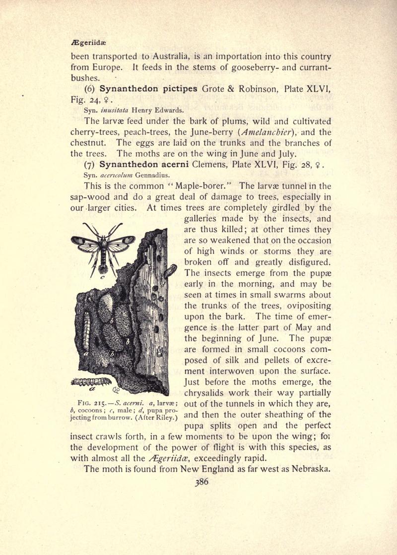 The moth book (Page 386, Fig. 215) BHL21853463