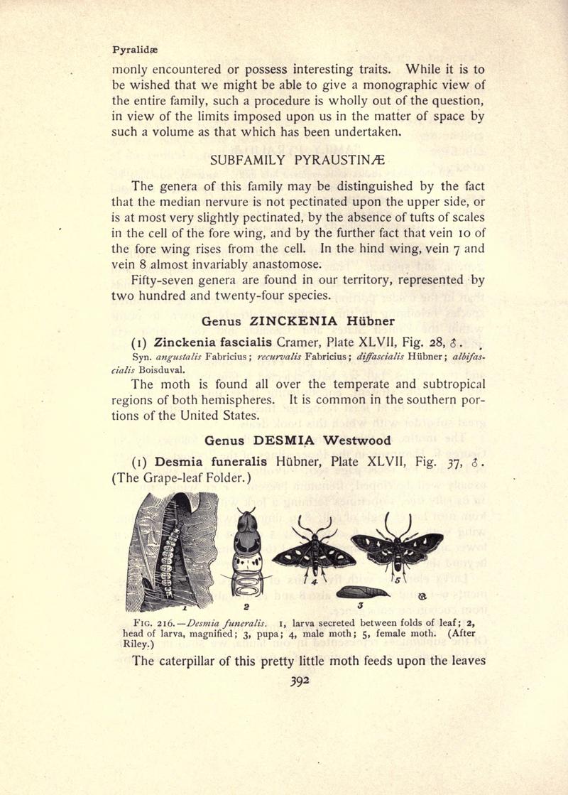 The moth book (Page 392, Fig. 216) BHL21853469