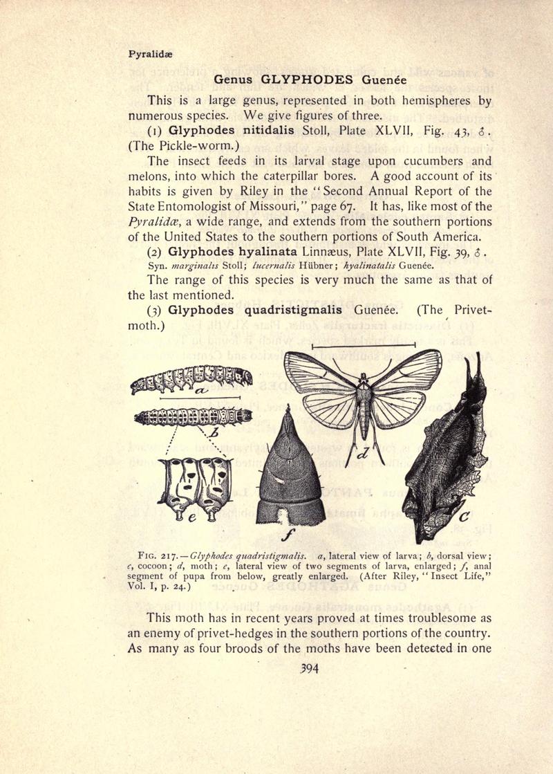 The moth book (Page 394, Fig. 217) BHL21853471