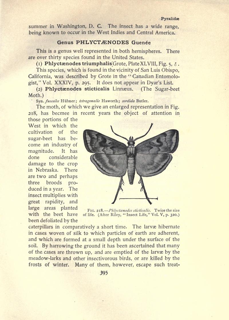The moth book (Page 395, Fig. 218) BHL21853476