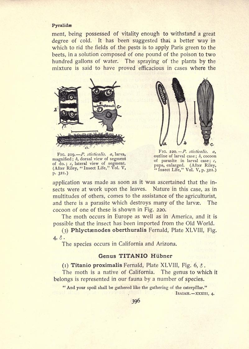 The moth book (Page 396, Figs. 219-220) BHL21853477