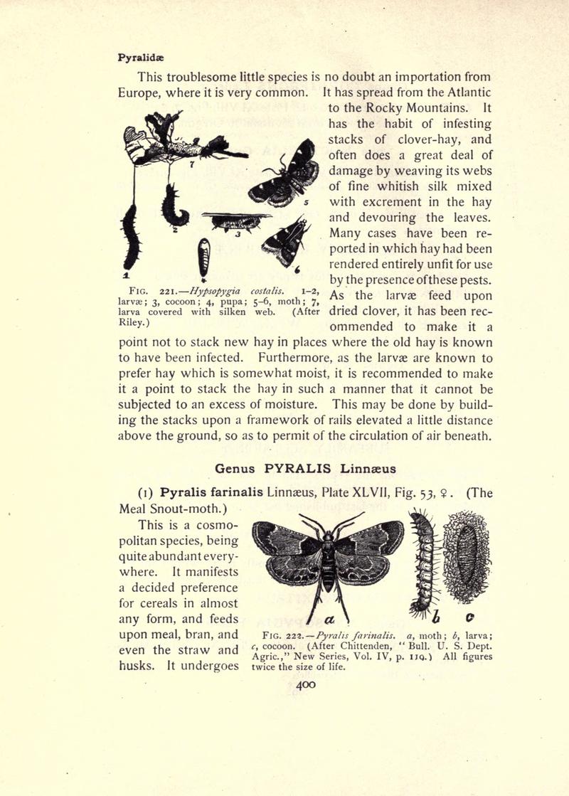 The moth book (Page 400, Figs. 221-222) BHL21853481